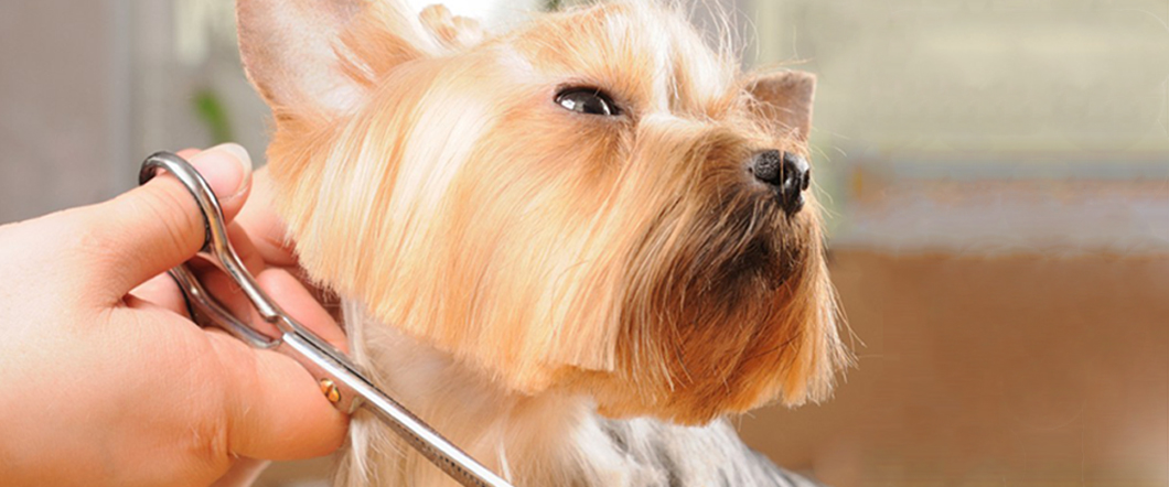 Best In Show Professional Pet Grooming, Cheyenne, WY: Dog &amp; Cat Grooming, Flea Shampooing, Nail