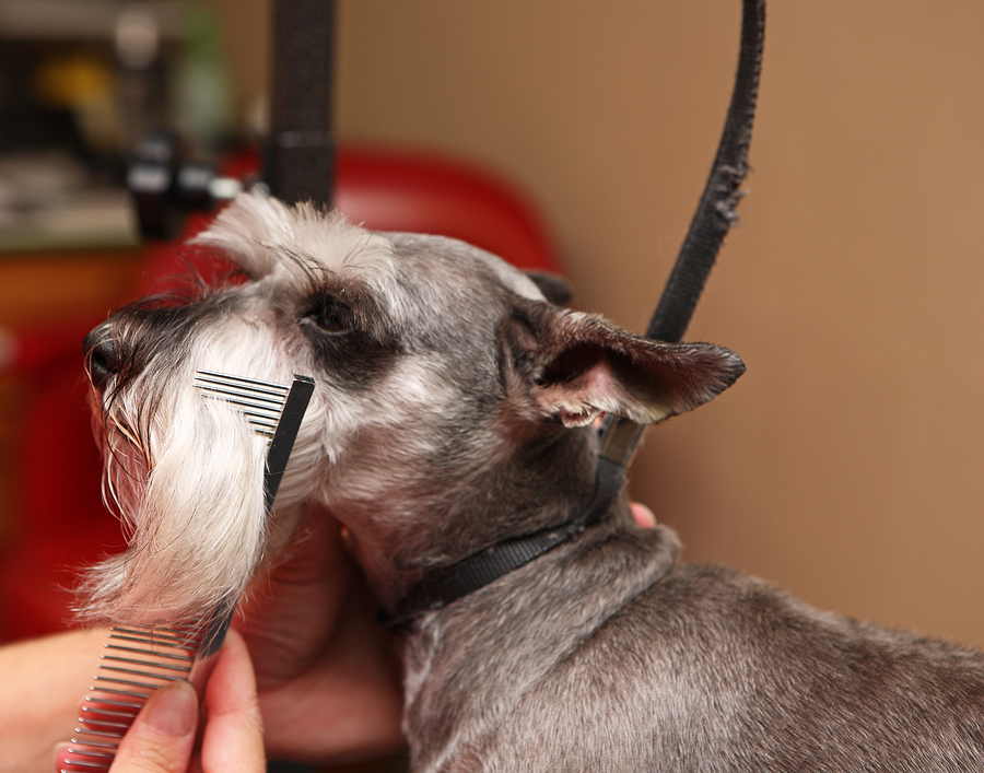 Best In Show Professional Pet Grooming, Cheyenne, WY: Dog &amp; Cat Grooming, Flea Shampooing, Nail