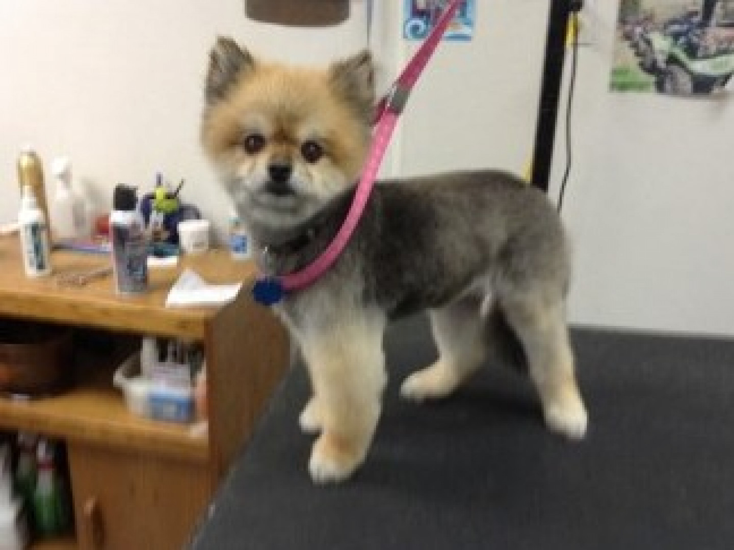 Pet grooming, Dog grooming, nail trimming Cheyenne, WY Best In Show Professional Pet Grooming
